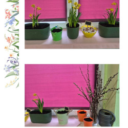 WIOSENNY OGRÓDEK  
„ SMERFÓW”